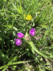 Tradescantia bracteata
