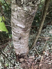 Anadenanthera colubrina