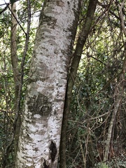 Anadenanthera colubrina