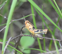 Melanoplus ponderosus