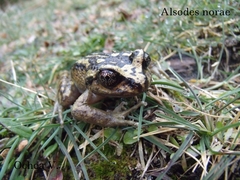 Oncol Spiny-Chest Frog photo 2
