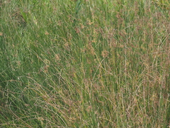 Schoenoplectus subulatus