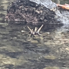 Eucidaris galapagensis