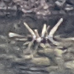 Eucidaris galapagensis