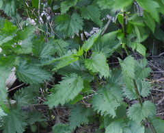 Urtica dioica