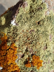 Usnochroma scoriophilum