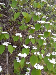 Viburnum lantanoides image