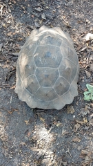 Chelonoidis niger vandenburghi