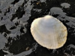 Leukoma asperrima