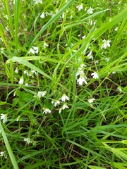 Rabelera holostea