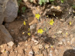 Hesperolinon bicarpellatum