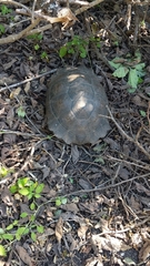 Chelonoidis niger vandenburghi