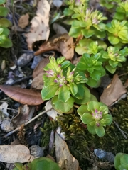 Phedimus stellatus