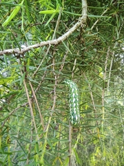 Lithophane leautieri