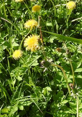 Taraxacum officinale