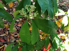 Photinia nussia
