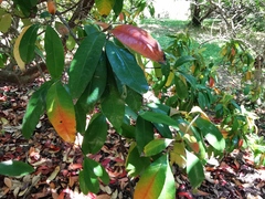 Photinia nussia
