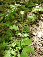 Hydrophyllum macrophyllum
