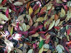 Photinia nussia