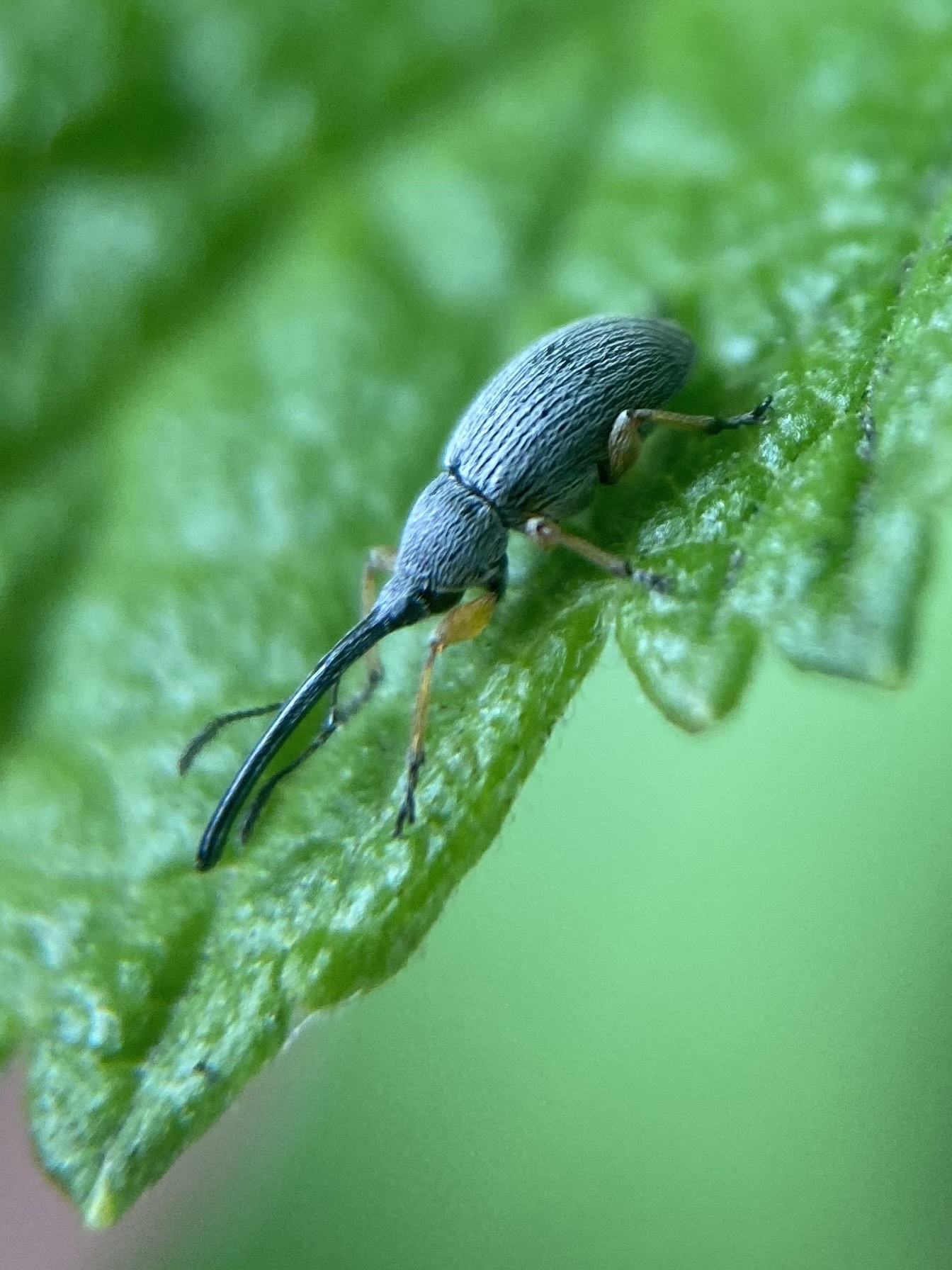Stock photo of Hollyhock weevil (Apion longirostre) a fairly new arrival in  the UK but…. Available for sale on