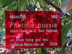 Photinia nussia