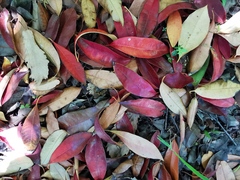 Photinia nussia