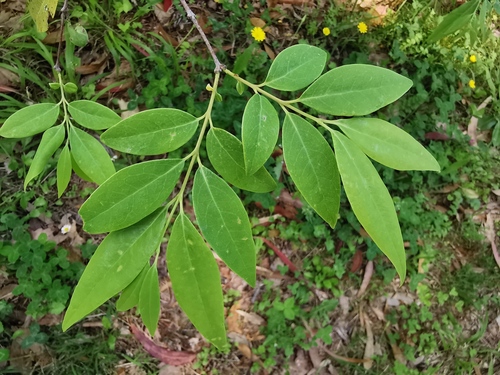 Chimonanthus salicifolius