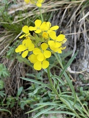 Erysimum sylvestre