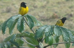 Pseudoleistes guirahuro