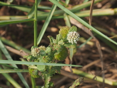 Sphaeranthus africanus