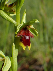 Ophrys insectifera aymoninii
