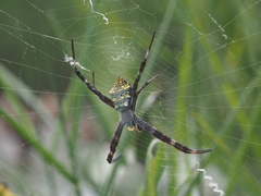 Argiope modesta