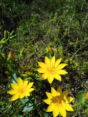 Blackstonia perfoliata