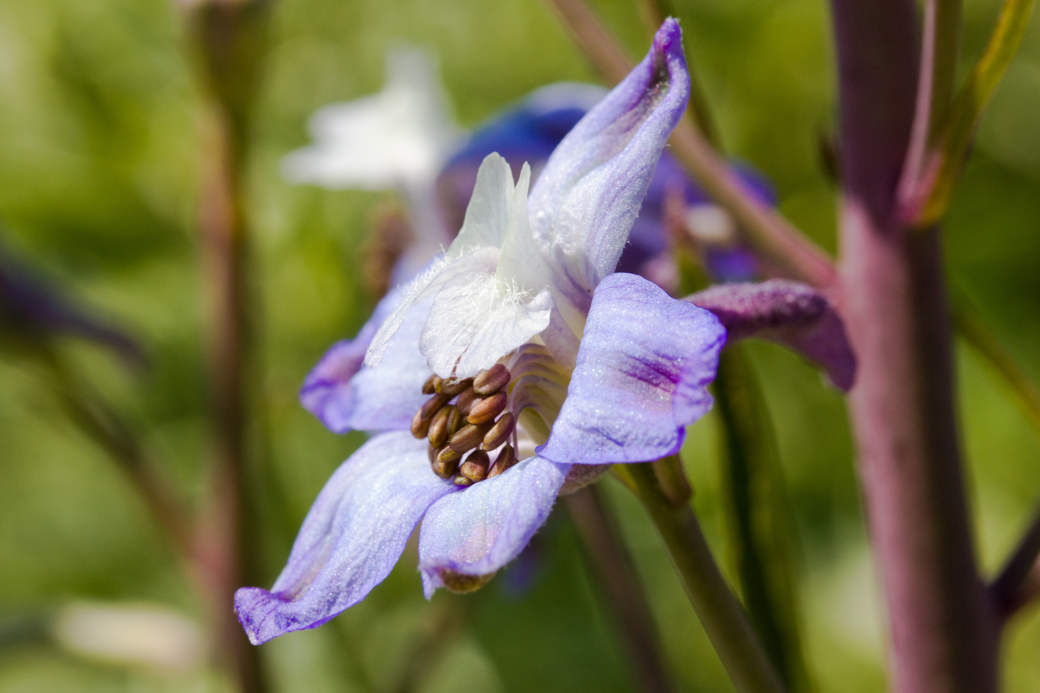 Delphinium recurvatum