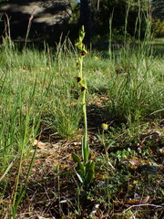 Ophrys insectifera aymoninii