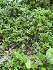 Coprosma tenuifolia