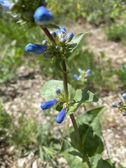 Penstemon cyananthus