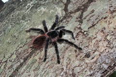 Lasiodora klugi