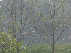 Centropus nigrorufus