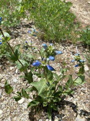 Penstemon cyananthus