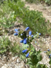 Penstemon cyananthus