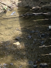 Nerodia rhombifer