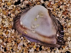 Barbatia lurida