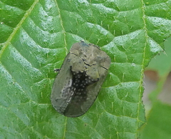 Chlamydocassis bicornuta