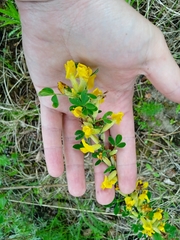 Chamaecytisus ruthenicus
