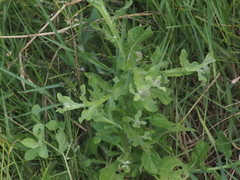 Sphaeranthus africanus