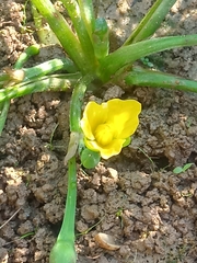 Limnocharis
