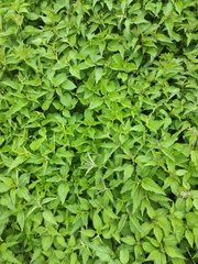 Urtica dioica