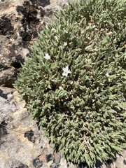Arenaria tomentosa