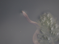 Enhydris enhydris